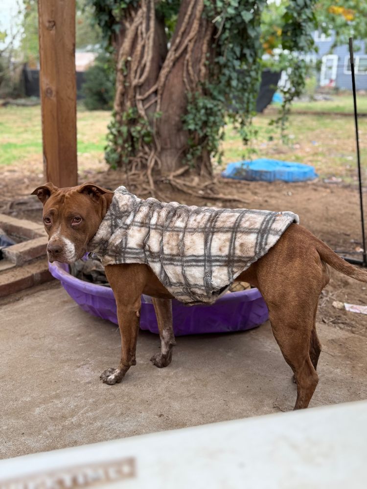 Gamora, a tan and white, 5-year old pitbull, wearing what was a new white plaid fuzzy coat, and is now covered in mud. 