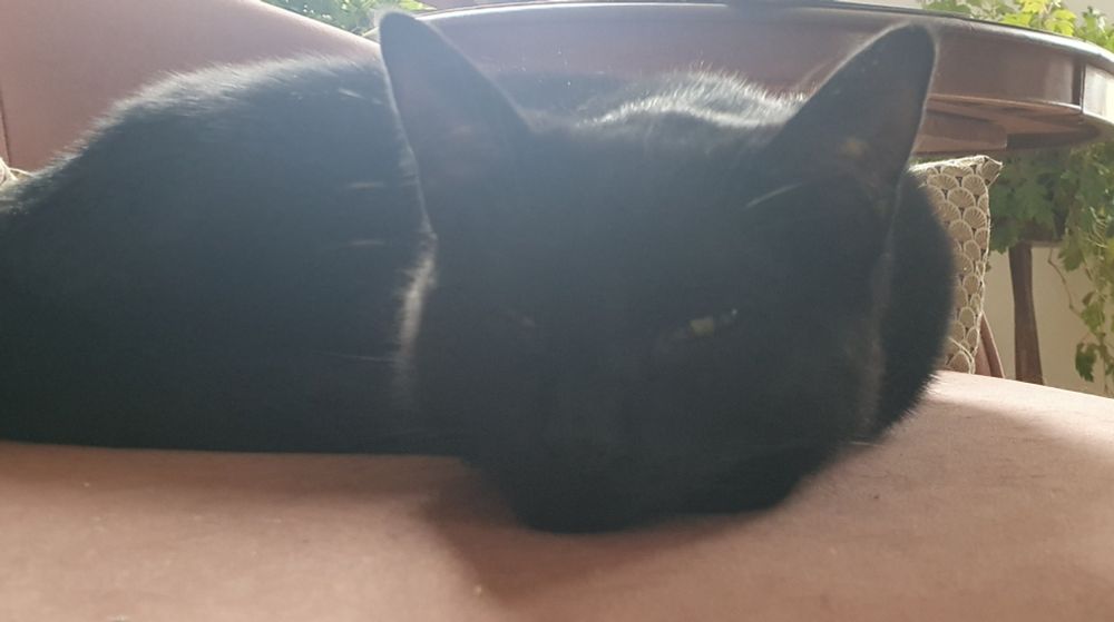 Le même chat noir qui roupille mais je l'ai dérangée alors elle ouvre à demi un œil de l'air de dire "mais tu vas me foutre la paix, je dors, moi, madame !"