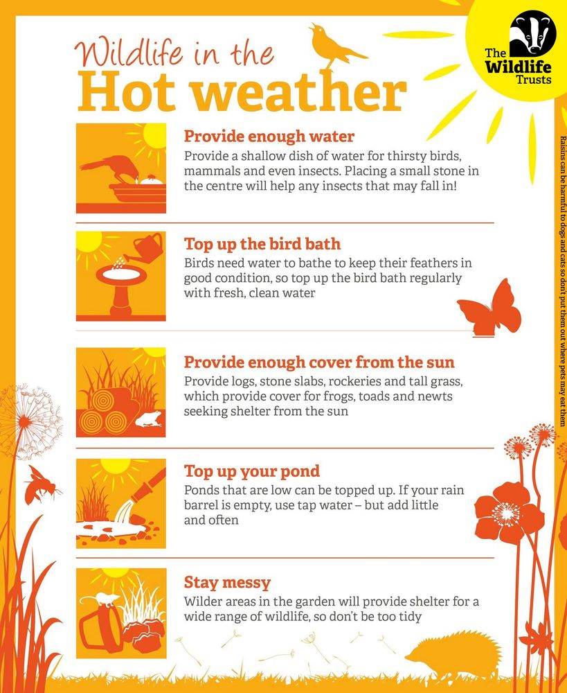 How to help wildlife in Hot Weather
