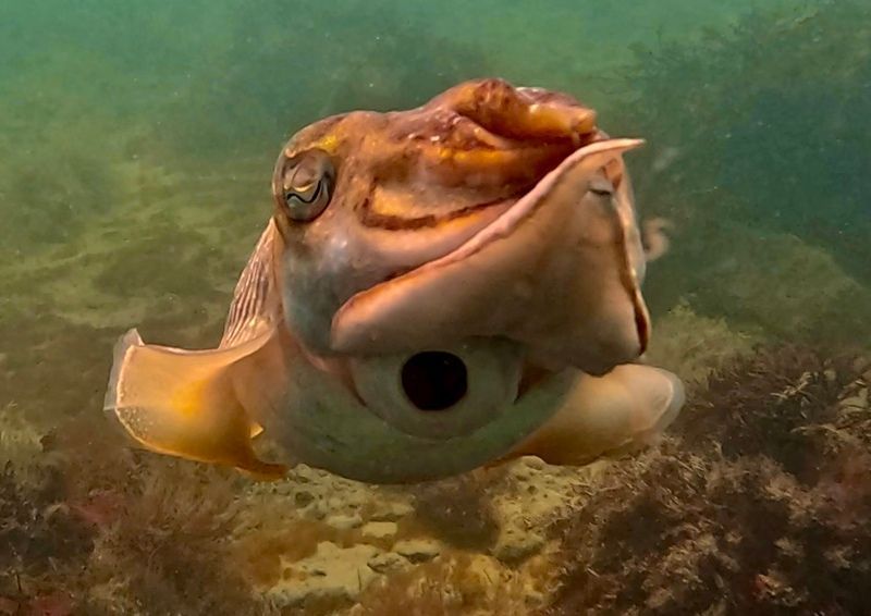 Cuttlefish under the sea