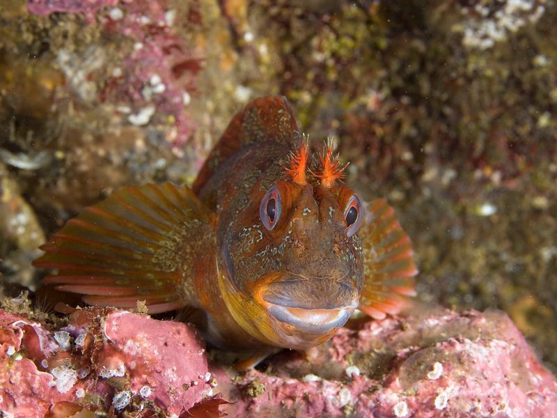 tompot blenny
