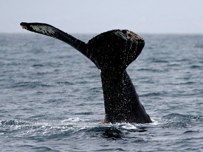 Tailfin of a Humpback Whale