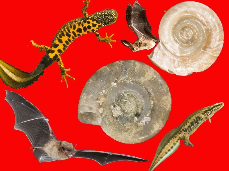 Newts, bats and snails against a red background