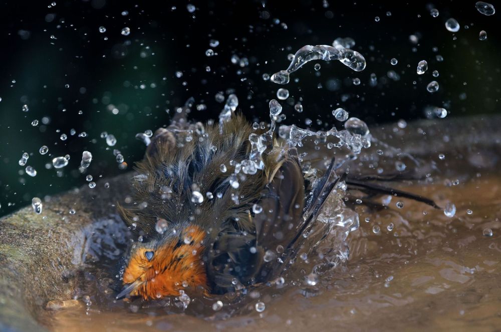 Robin having a mad splash
