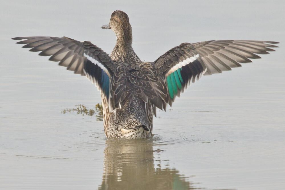 Teal duck with wings out, one with patch pf green, one blue