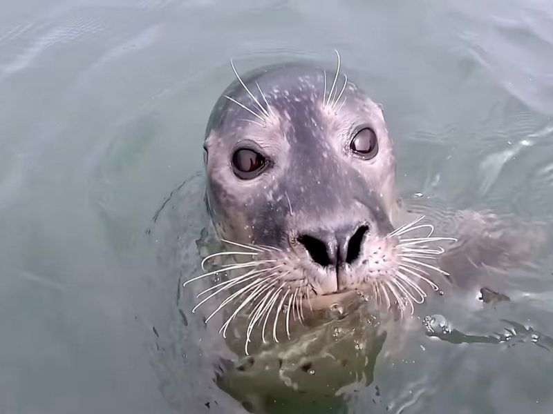 Seal head just out of the water
