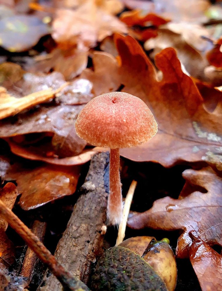 cinnamon coloured tiny fungus that looks like a parasol