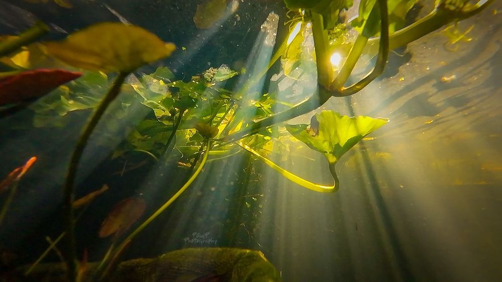 light through pond weeds, really beautiful 
