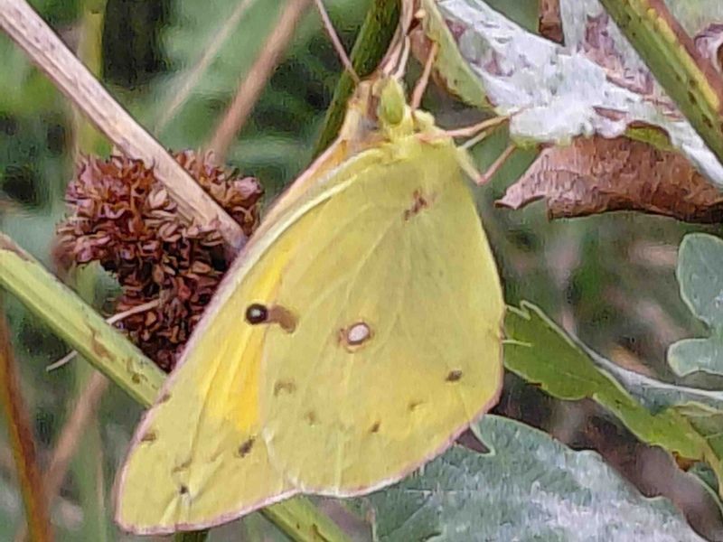 clouded yellow butterfly