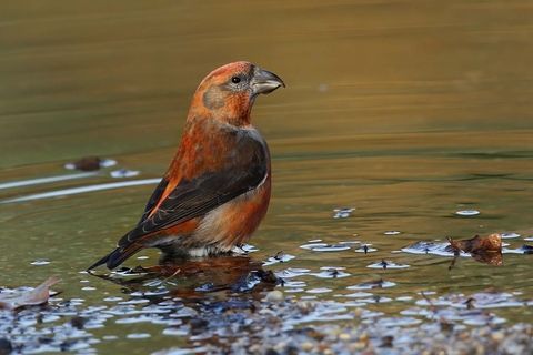 Male Common Crossbill (red and black bird) in water