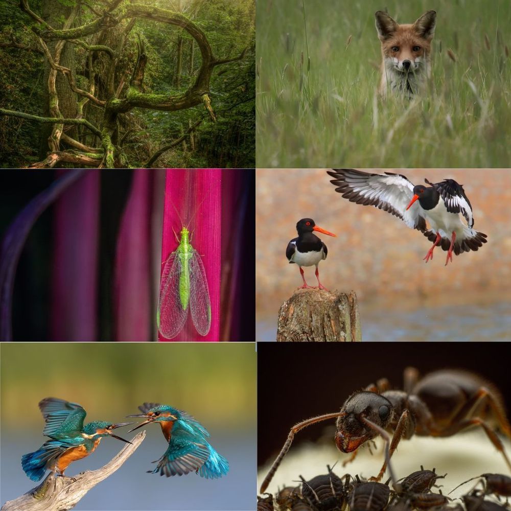 photos of green twisted branches in a wood,  a fox looking alert, a bright green lacewing bug against a red background, two oystercatchers, one on a post, one landing, two kingfishers fighting, an ant with some aphids
