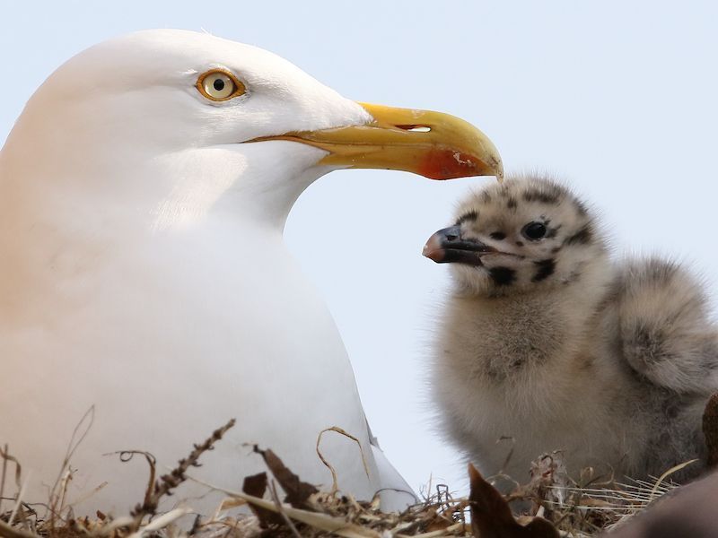 A close up of a Herring Gull and chick. 