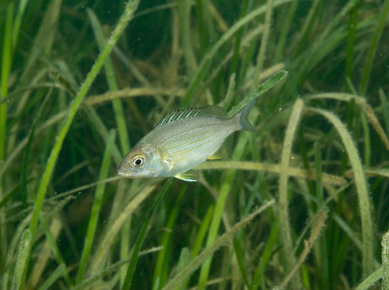 black seabream under water