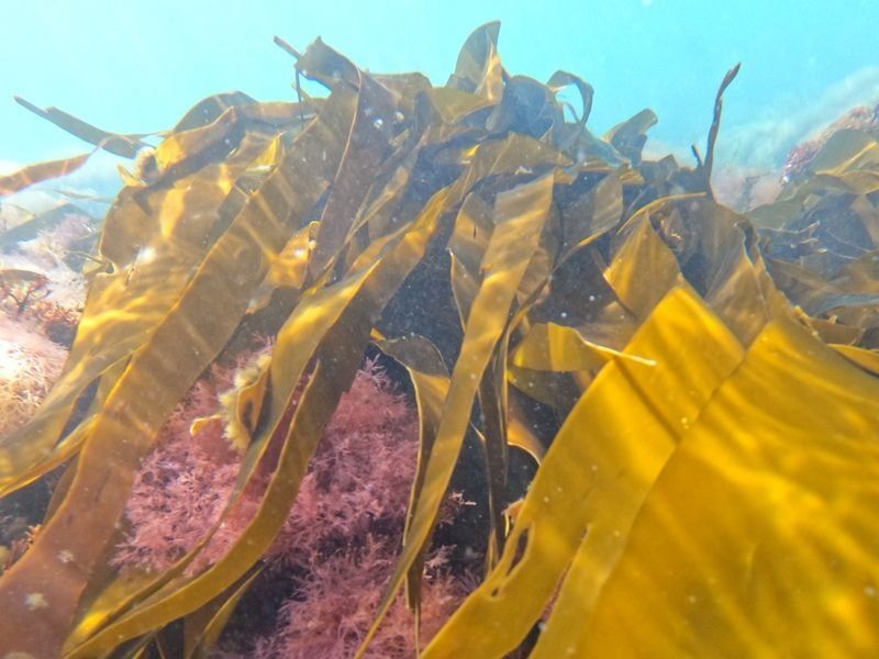 kelp under the sea