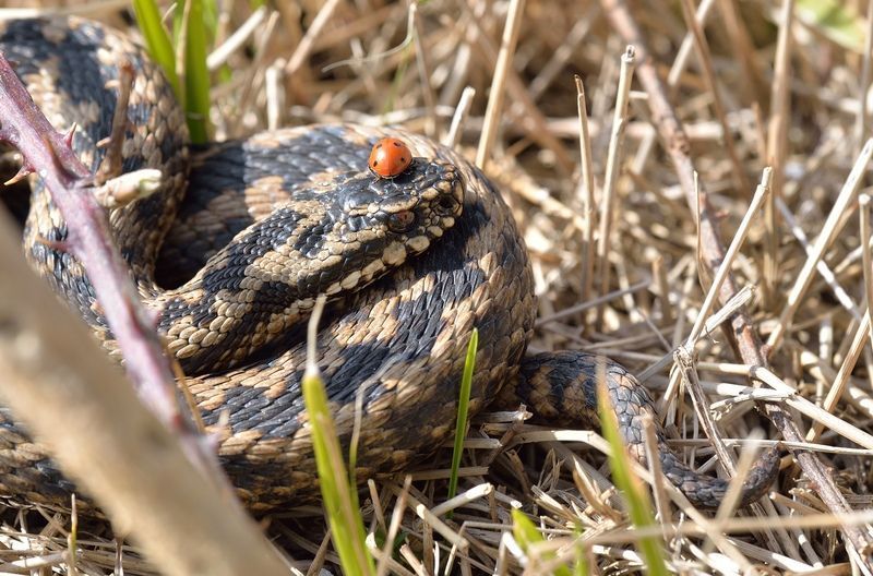 adder with a ladybird on its head
