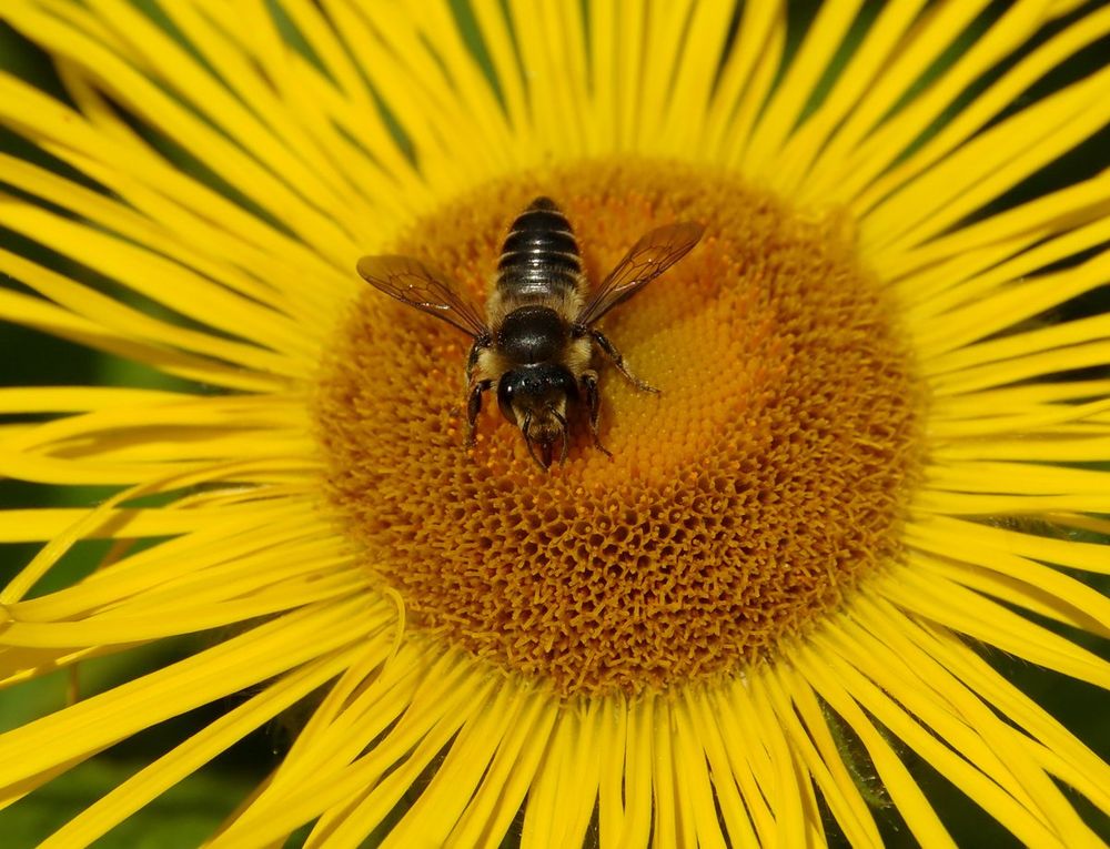 bee on flower
