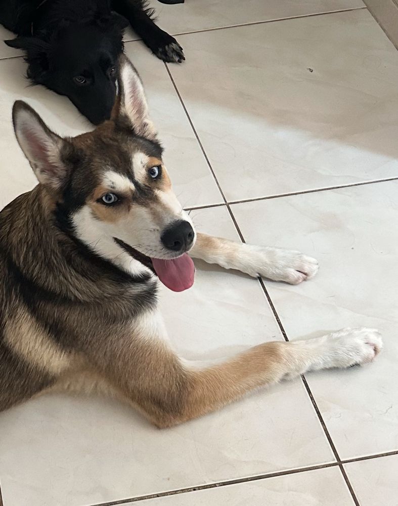 Meu cachorro olhando pra câmera como se estivesse sorrindo. Ele é uma mistura de husky com caramelo.