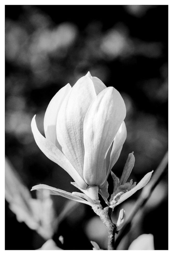 Magnolia flower just opening, in black and white. 