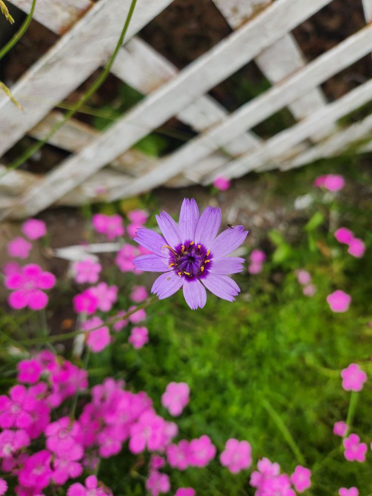 Cupid's dart (Catananche caerulea) Shaped like a daisy with light purple petals and a darker purple center.