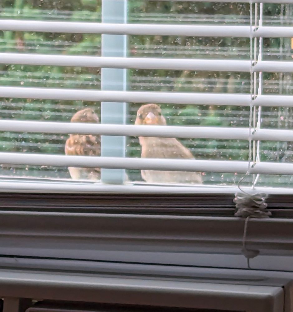Two birds sitting on a windowsill. One is peering inside, looking at the camera curiously.