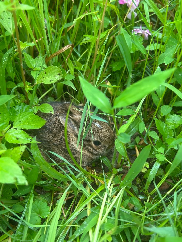 A photo of a baby rabbit in tall weeds and grass. The rabbit is grey and brown with a white spot on its head
