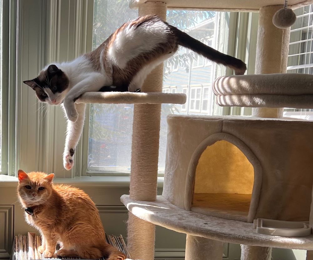 A huge brown and white cat on a kitty tree lounges above a tiny orange cat