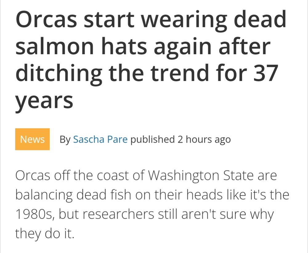 An article describing orcas wearing dead salmon as hatd