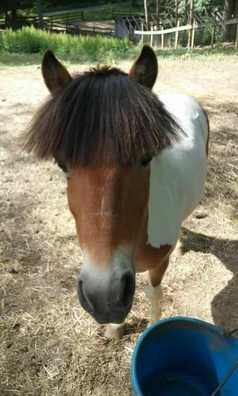 Horrible little horse with a horrible little bowl cut