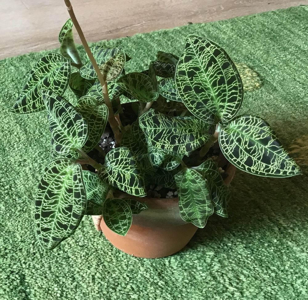 photo of flowering lightning bolt orchid