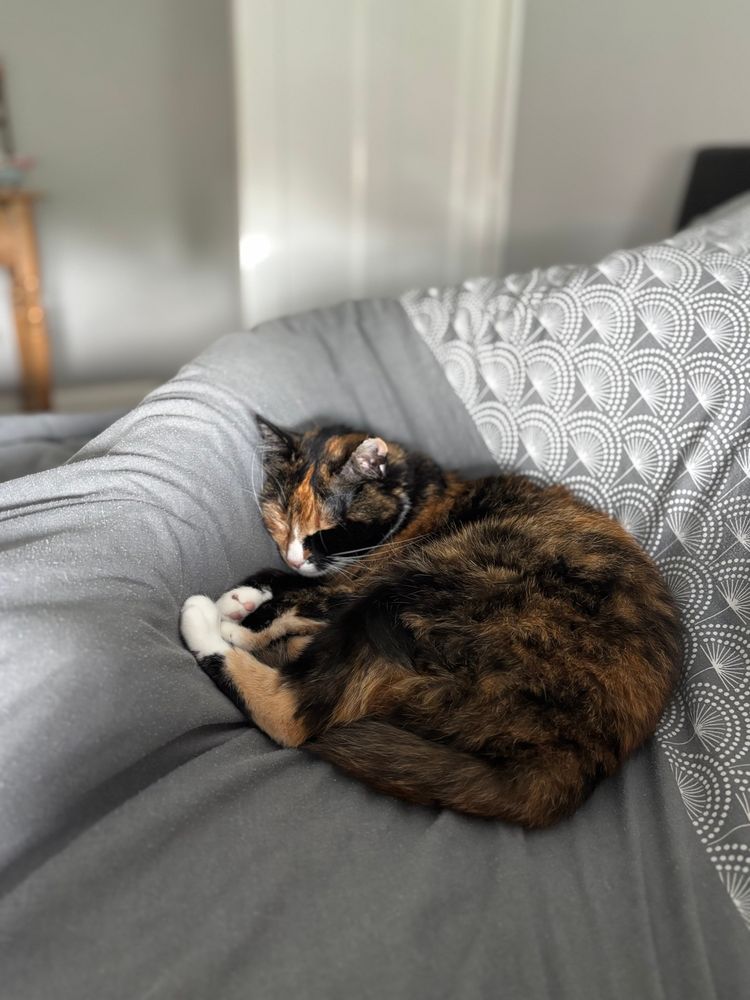 A ginger and black cat sleeping on a grey duvet 