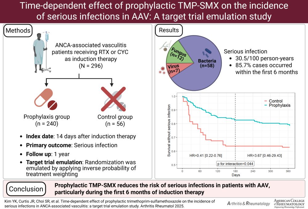 Time-dependent effect of prophylactic trimethoprim-sulfamethoxazole on the incidence of serious infections in ANCA-associated vasculitis: A target trial emulation study. Graphical abstract created with BioRender