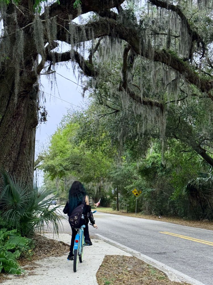 A woman rides a bike in Florida under an oak tree covered with Spanish moss. It is about to rain.