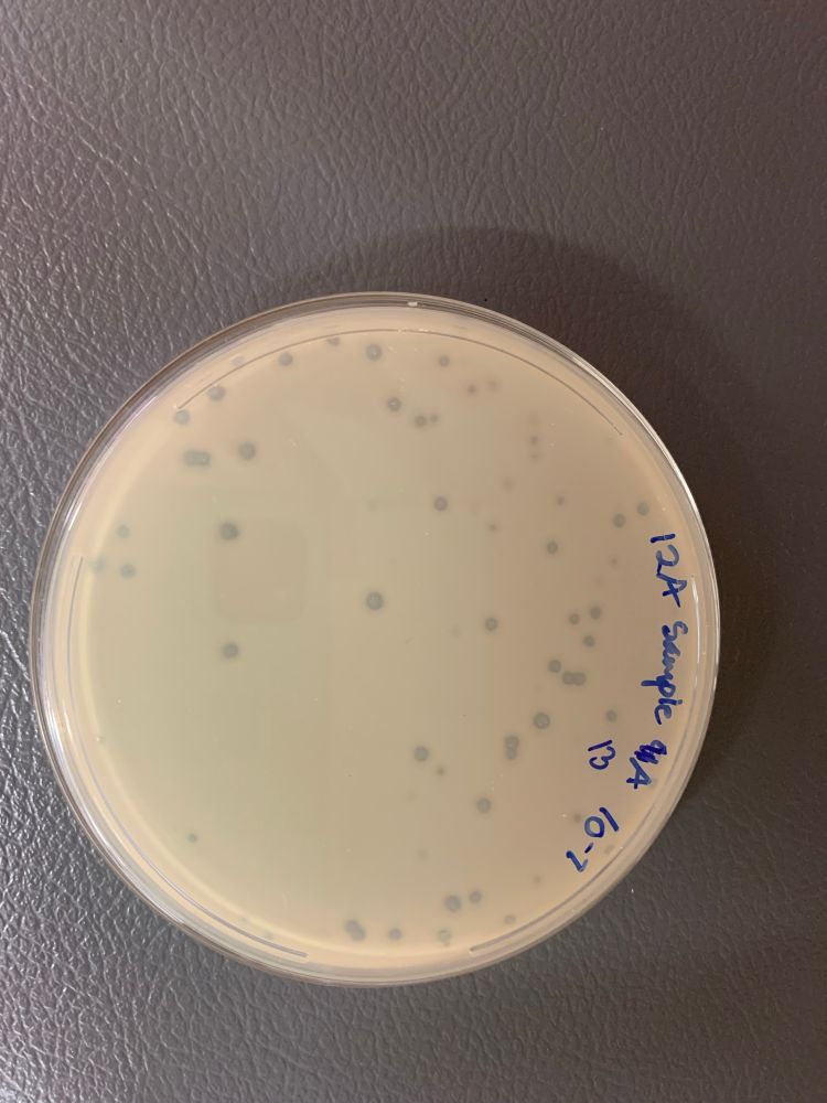 PYCA agar plate showing lawn of Arthrobacter globiformis and phage plaques.