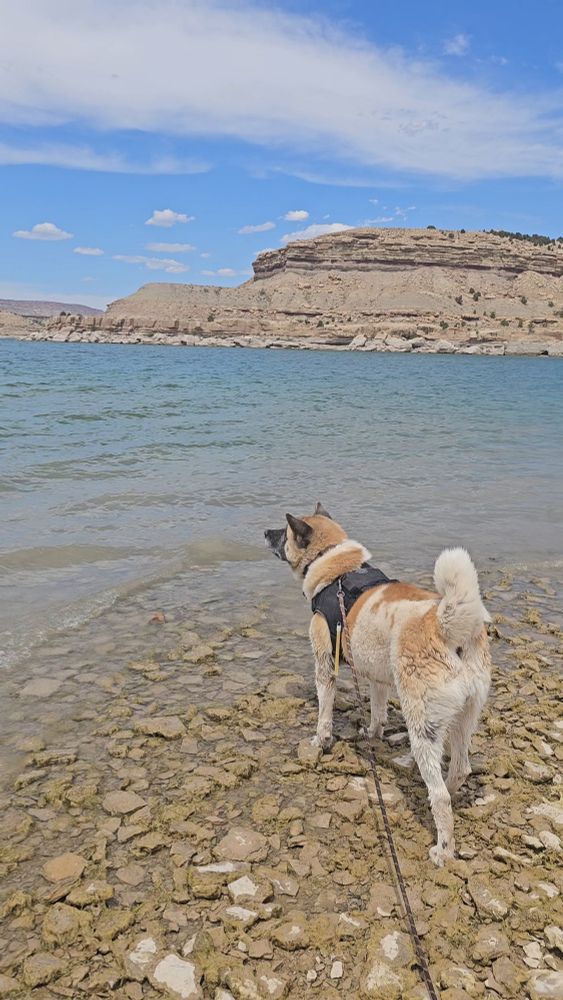 A red and white sable akita standing on the shore of a lake staring in the distance with a cliffside to her right