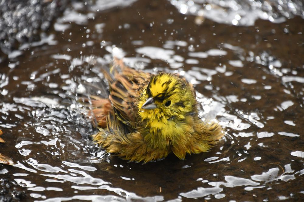 Un oiseau jaune et brun, tout ébouriffé, se lave dans une flaque