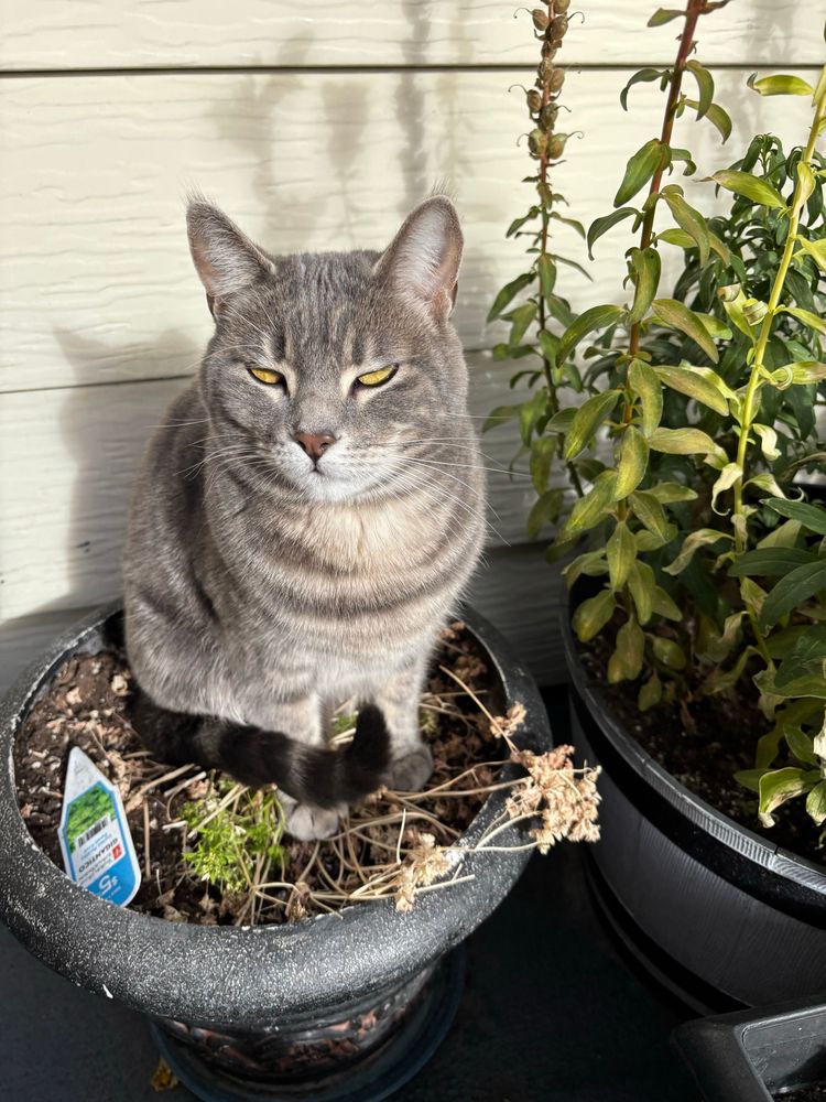 Tilda likes to sit on the soft, dead parsley. 