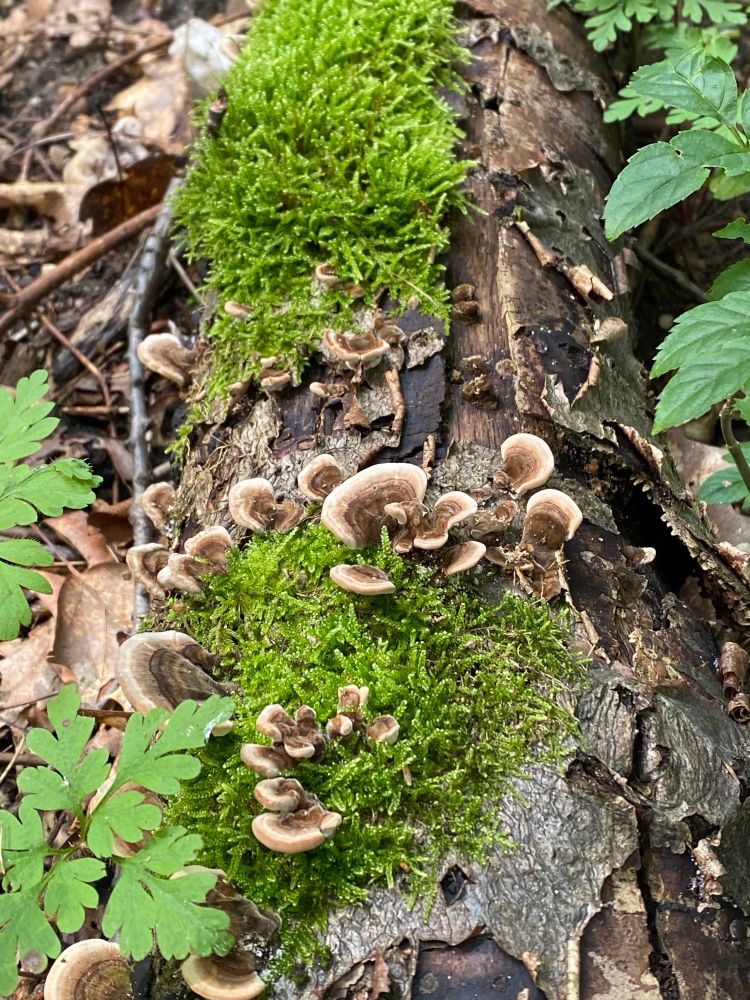 Ein Totholz-Stamm mit Moos und Pilzen