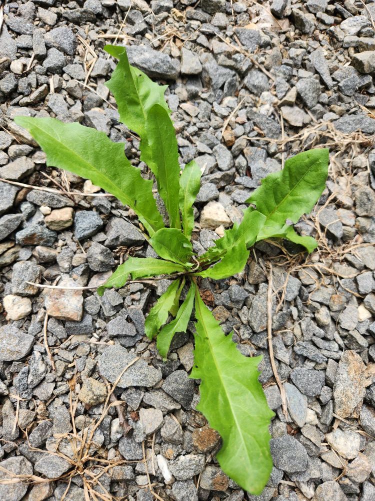 A picture of a plant that is likely a dandelion relative that looks just like a nirnroot from Oblivion.