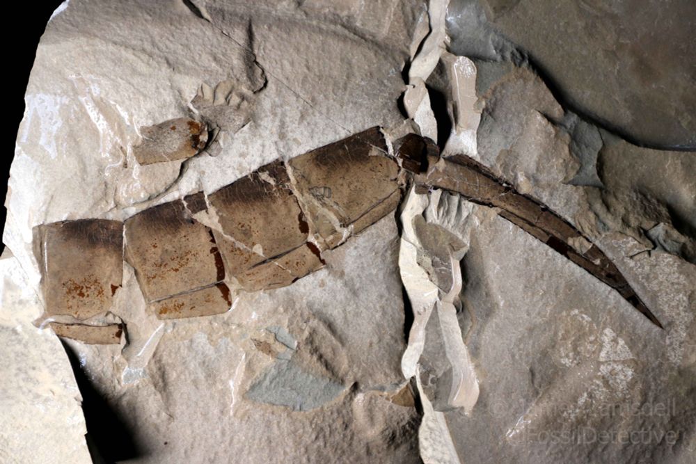 A wonderful side view of the back end of a Dolichopterus. This shows just how three-dimensional these animals, which are normally found as flattened specimens, truly were. The tail spine is also slightly curved. Specimen held in the Peabody Museum of Natural History.