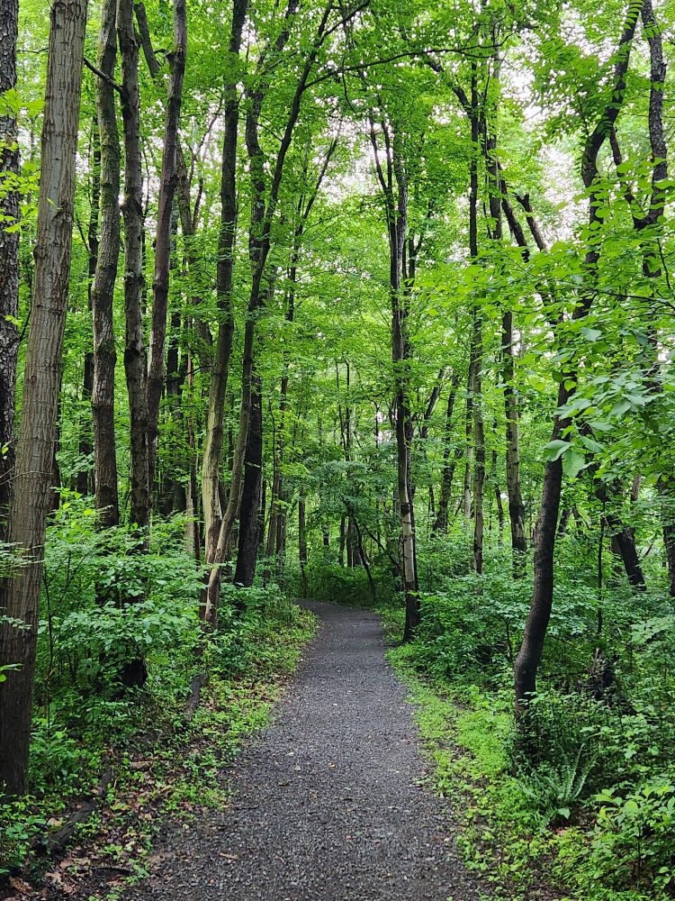A view of a pathway through trees with dark trunks and vibrant green leaves.