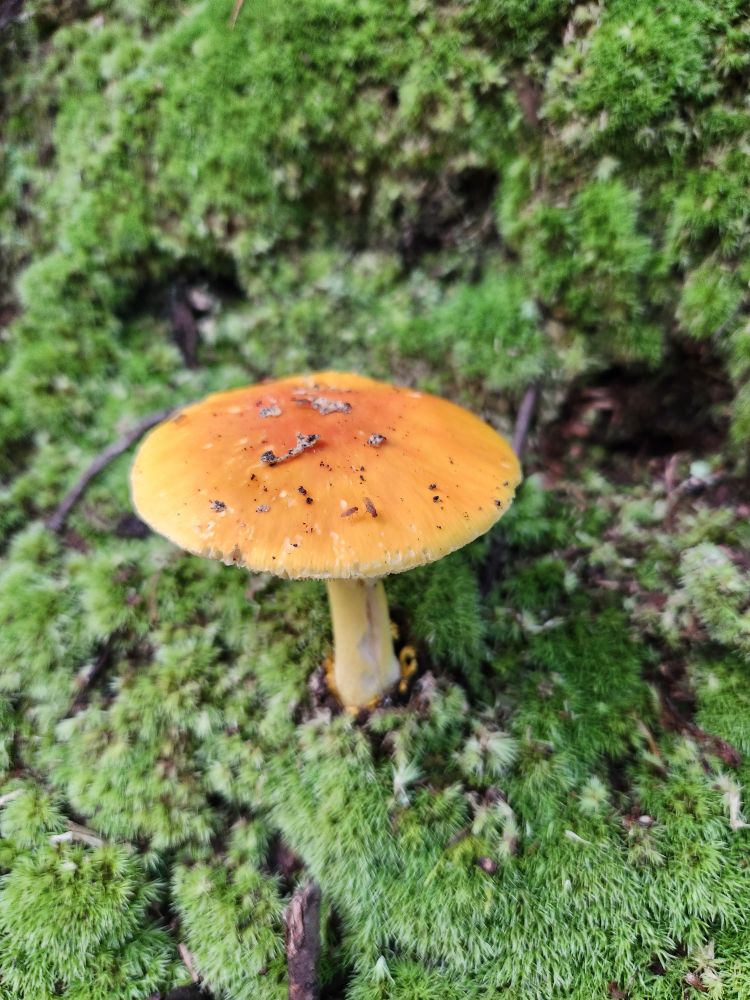 A wonderful orange mushroom growing out of moss. It would probably liquids your liver or something so I am only 30% tempted to eat it.