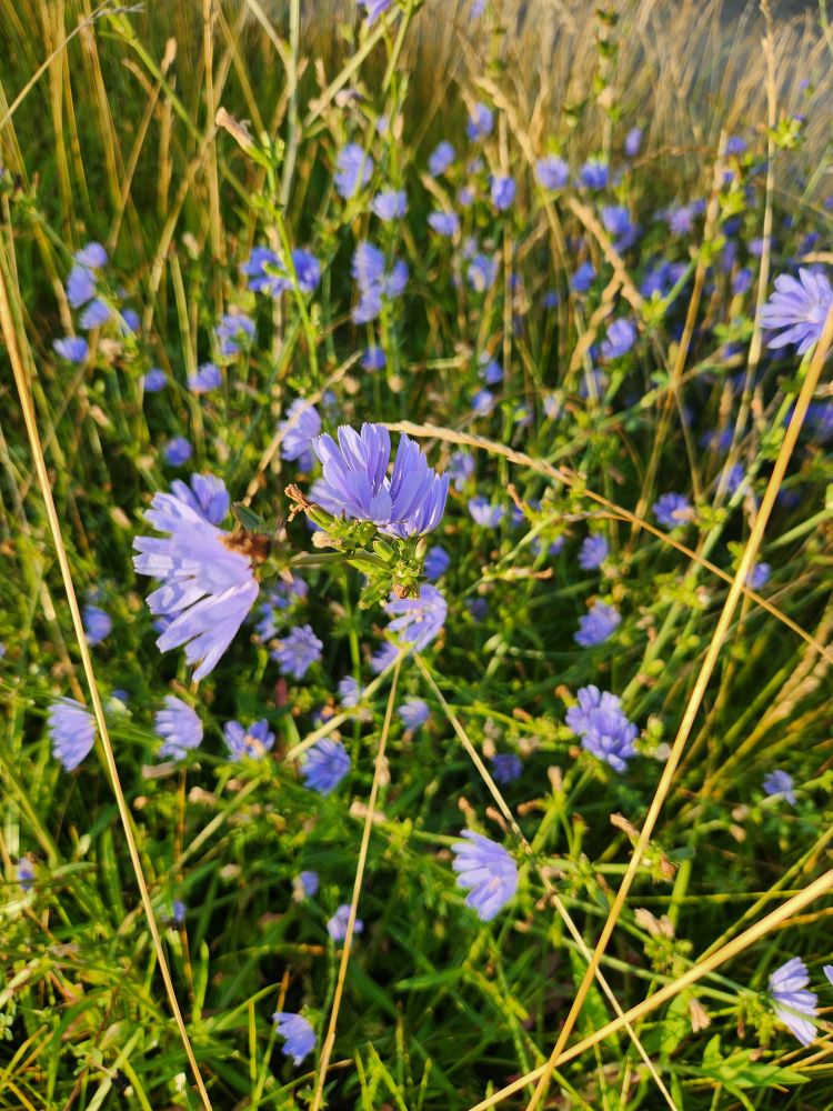 A view of chicory, the most beautiful shade of blue flower.
