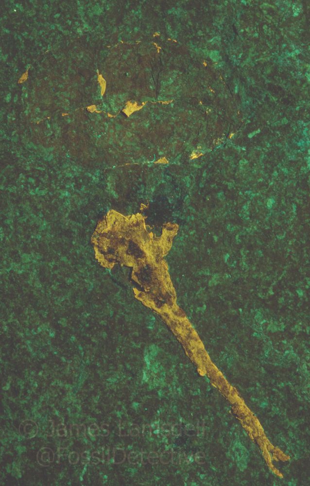 The same fossil photographed under a blue laser. The tail is now a bright yellow, and the body and head stand out more clearly from the rock.