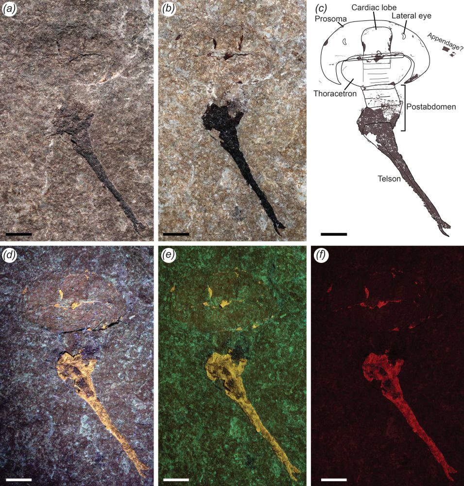 An image of the fossil horseshoe crab under different lightings. The fossil is rounded but the most clearly visible part is the long tail.