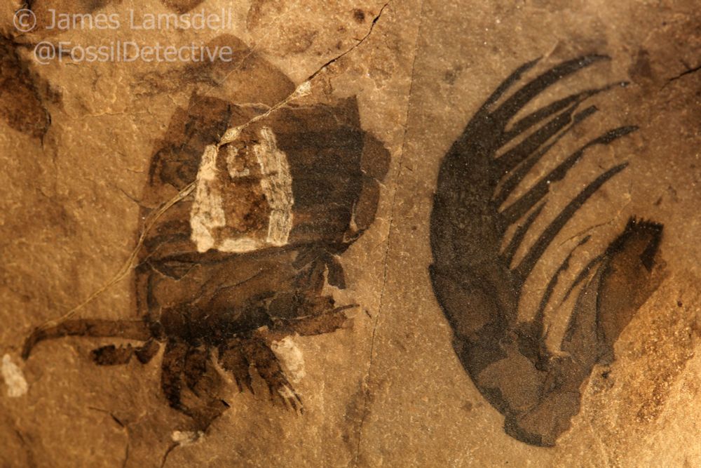 A photograph of a fossil of a young Eurypterus next to the spiny leg of a much larger individual, showing just how much these animals grew over the course of their lifespan. The specimen is held in the American Museum of Natural History.