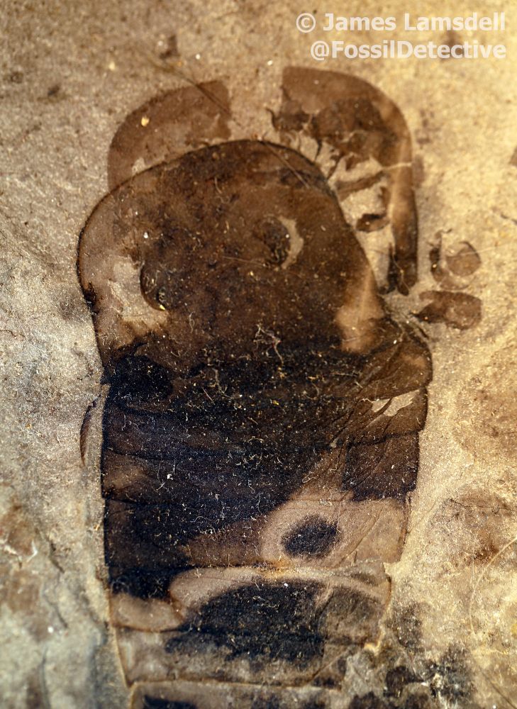 A photograph of a specimen of Eurypterus with its headshield popped up and the ventral plates open underneath. This specimen shows how the animals shed their exoskeleton.
