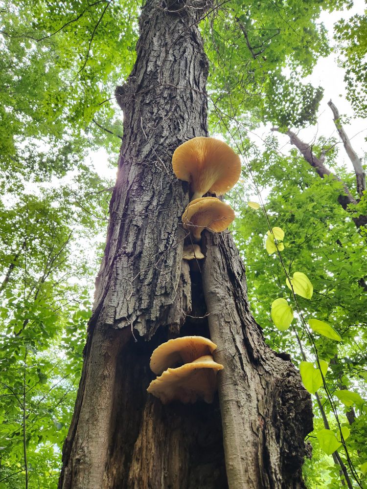 Some excellent mushrooms growing out of the side of a tree. These ones will probably kill you or something too. 50% desire to eat.