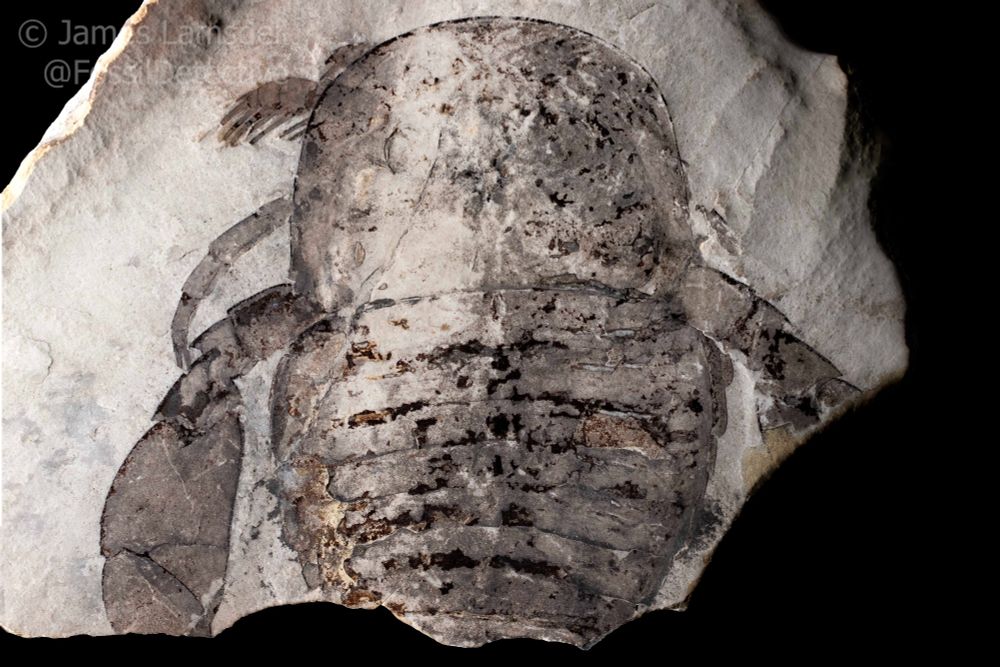 A photograph of Eurypterus, a pretty good eurypterid known from many fossils. This fossil preserves the head, upper body, and some of the legs, including a spiny leg on the left and the broad paddles at the back. The fossil is a dark grey on a light grey rock, and is speckled with dark patches of cuticle and yellow patched of pyrite. 