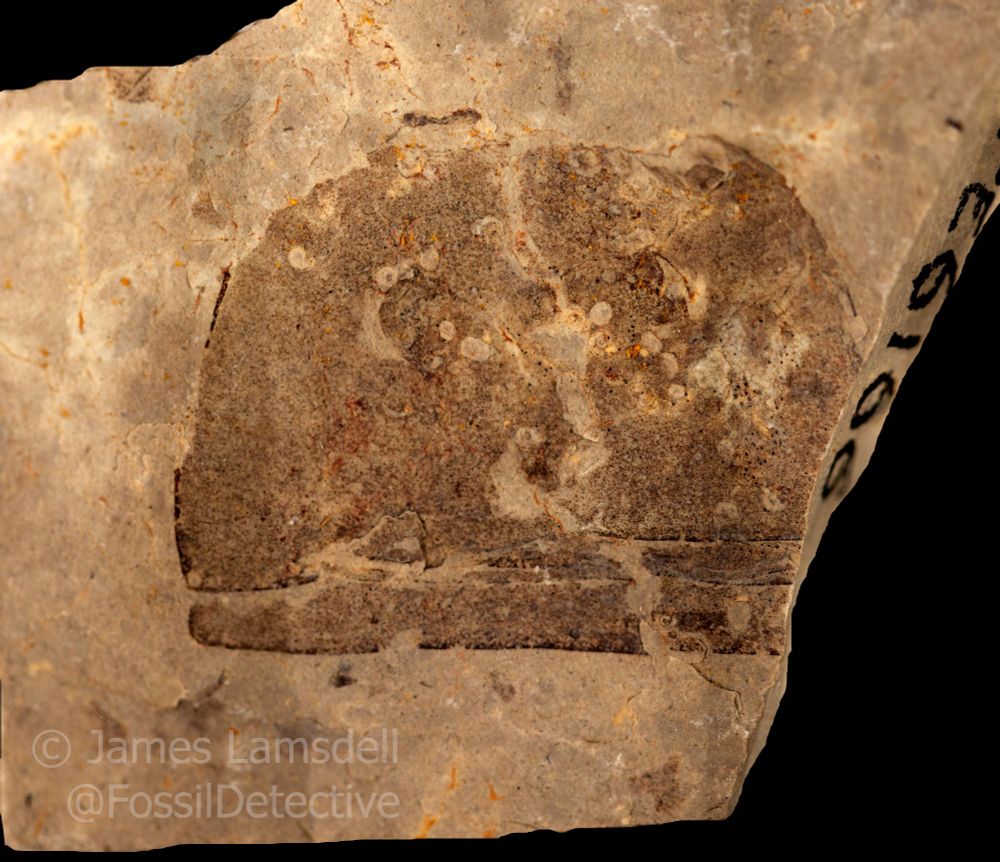 A photograph of a specimen of Strobilopterus showing the head shield with little pale spirals on it. These spirals are microconchids, small worm tubes that attached to the surface of the exoskeleton. It is unclear whether these grew on the animal in life or attached to the shed exoskeleton, although it is considered more likely that they attached directly to the eurypterids as the exoskeleton would have likely been buried relatively rapidly after moulting. I always find it exciting to find examples of encrusting organisms on eurypterid exoskeletons, as there is not much evidence of such relationships from the fossil record. Specimen held in the Field Museum of Natural History.
