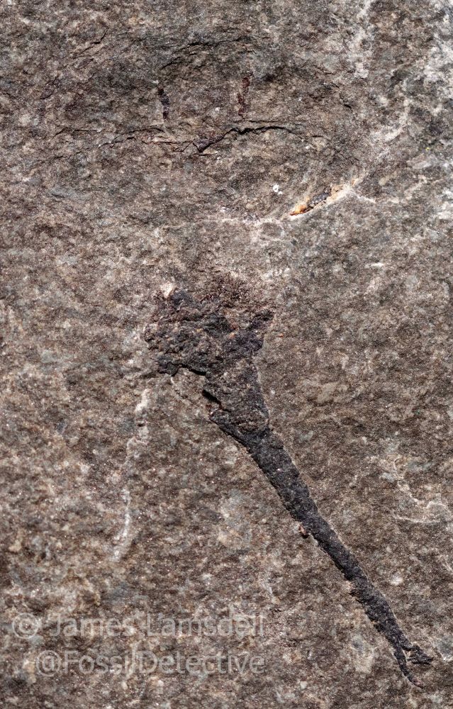 A view of a horseshoe crab fossil in dark brown rock. The tail is clearly preserved but the body and head are less clear.